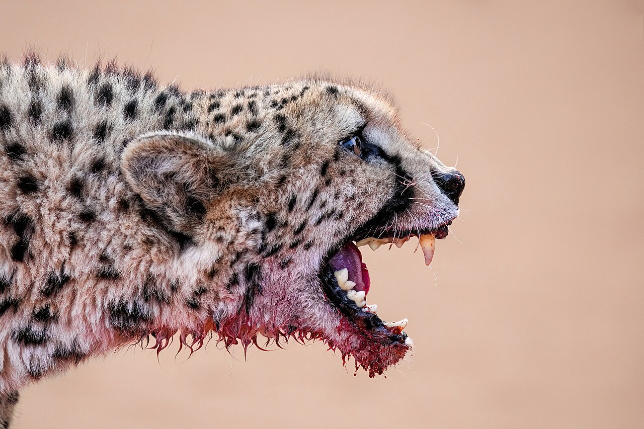 Animales y Naturaleza Urbana
