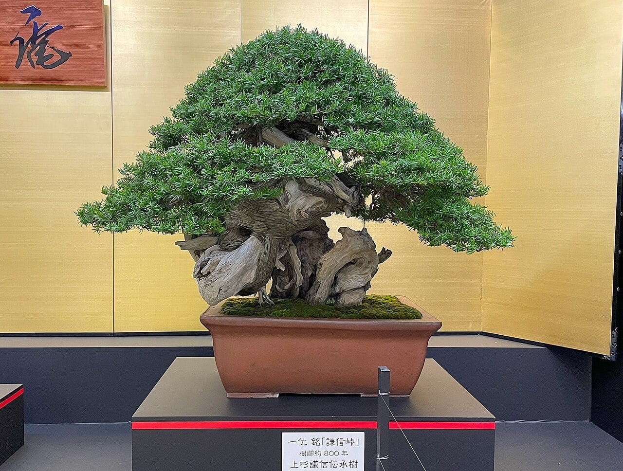 Bonsái: El Arte de los Árboles en Miniatura