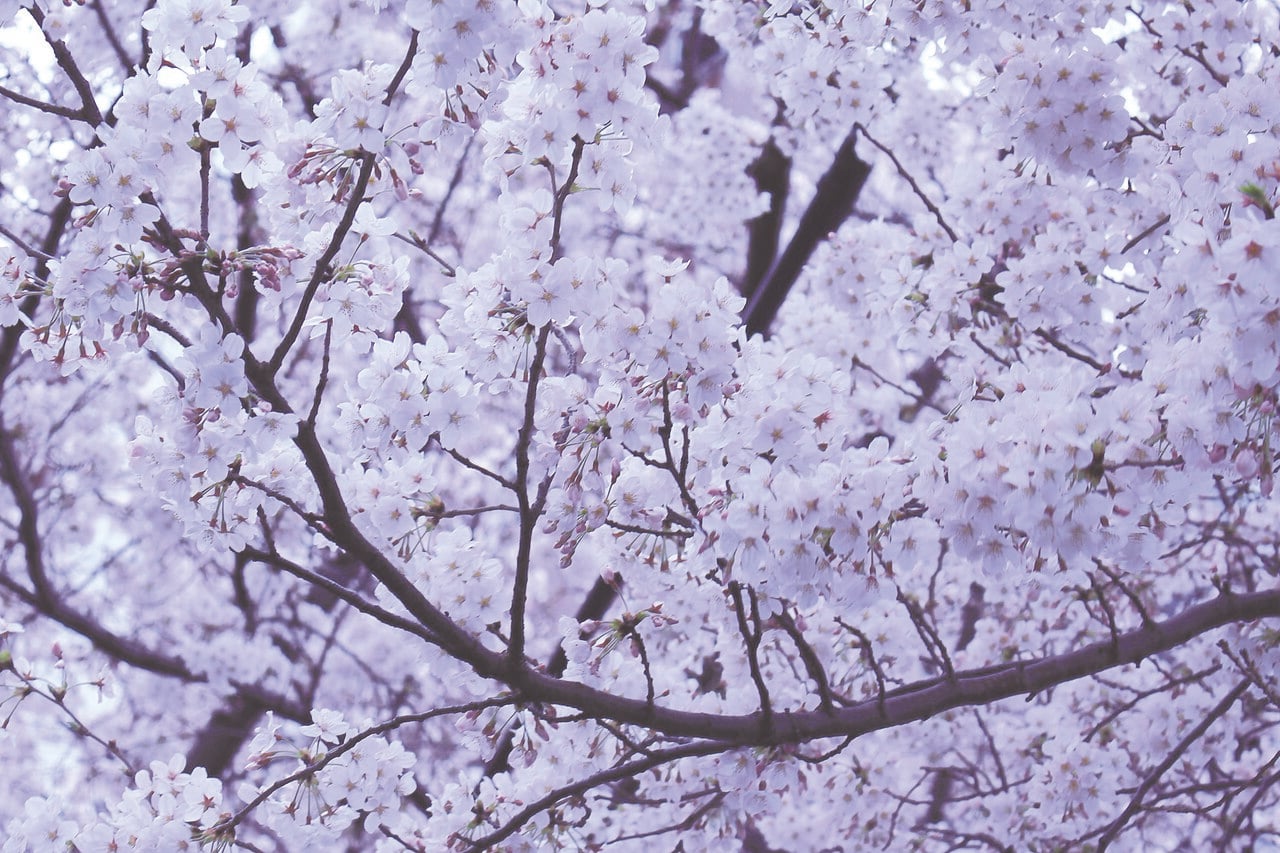 Hanami y Kōyō