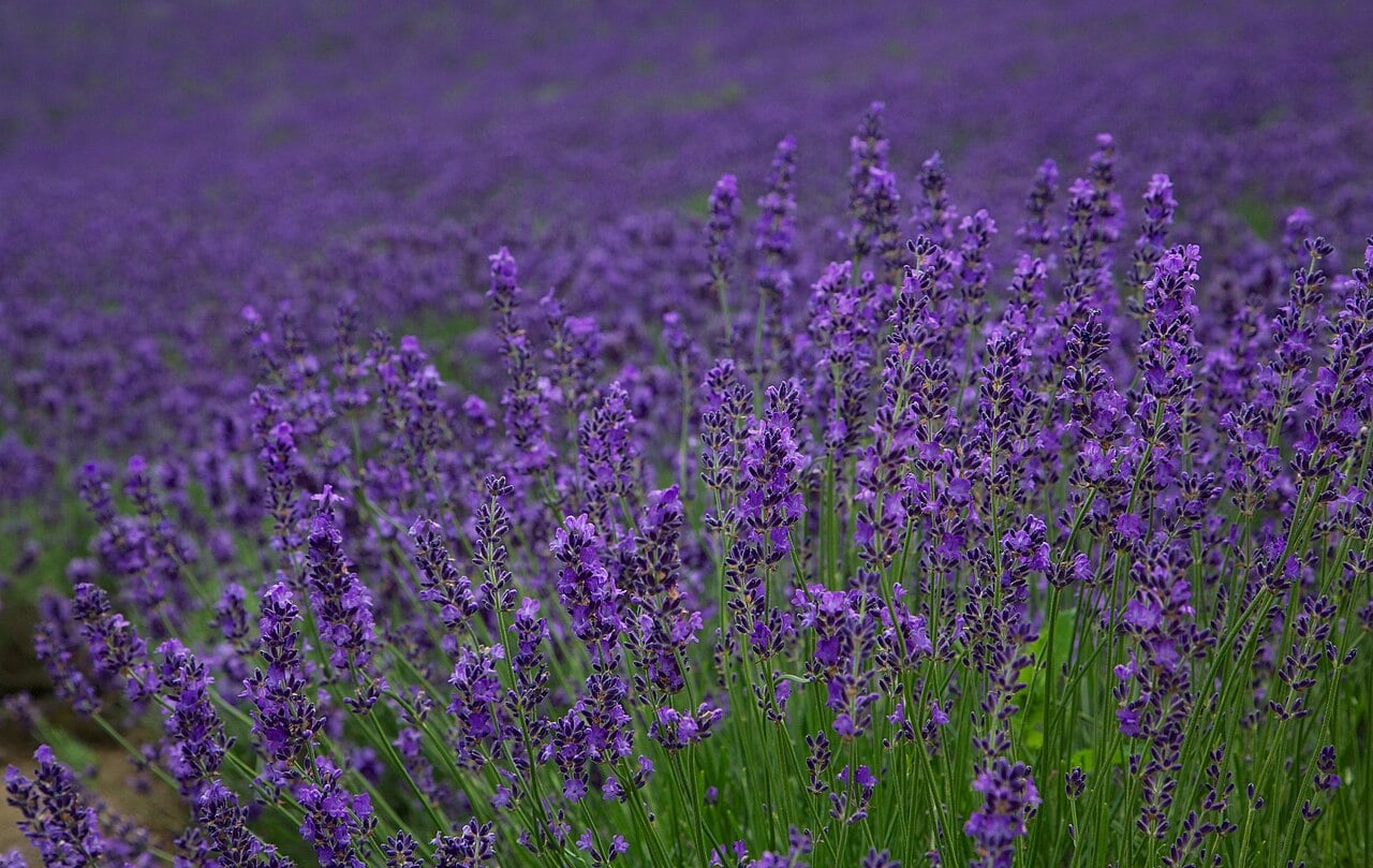 Hokkaido Summer Flower Tour (Sapporo Departure)