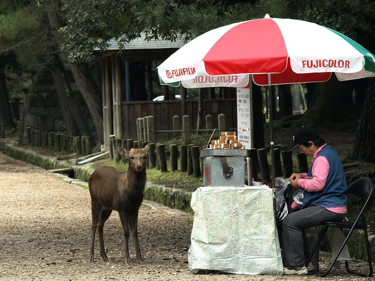 Tour por el Parque de Nara y Templos
