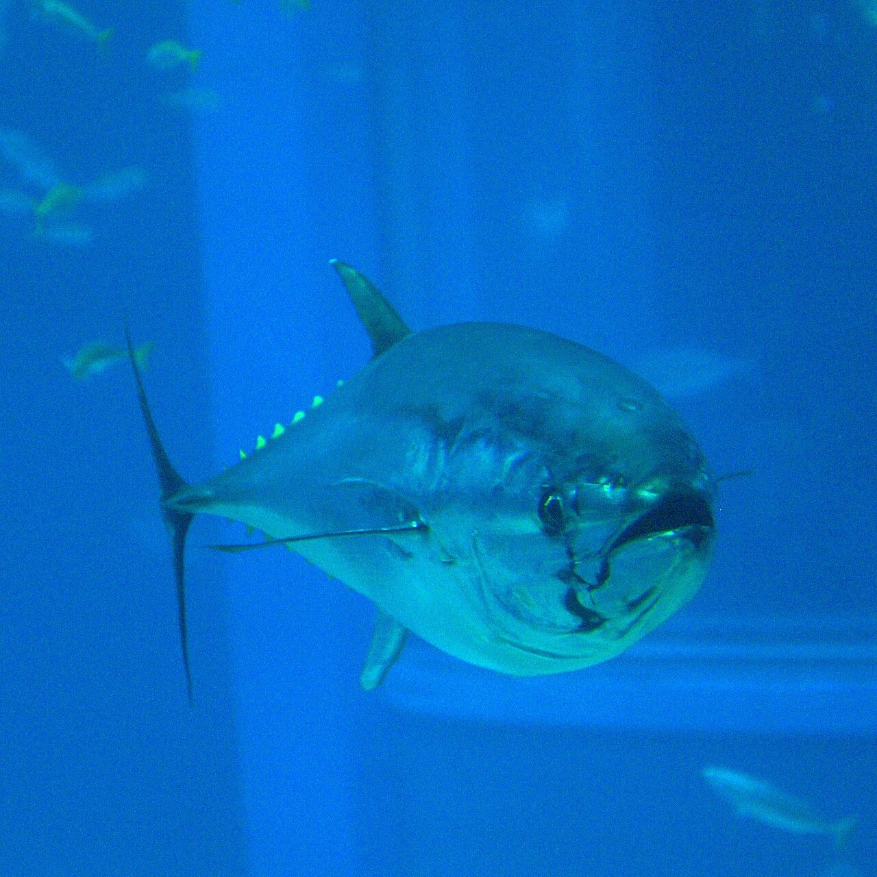 Acuario Kaiyukan de Osaka: Entrada