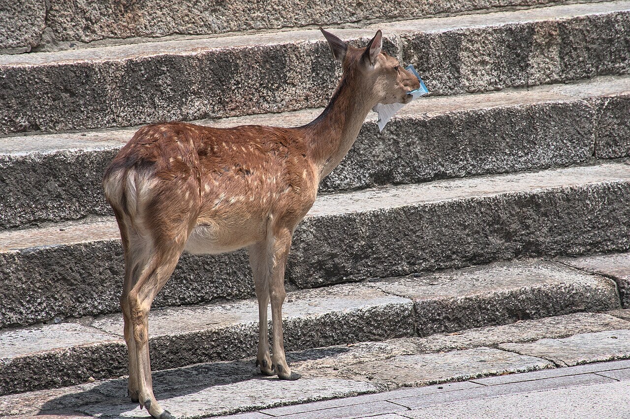Nara